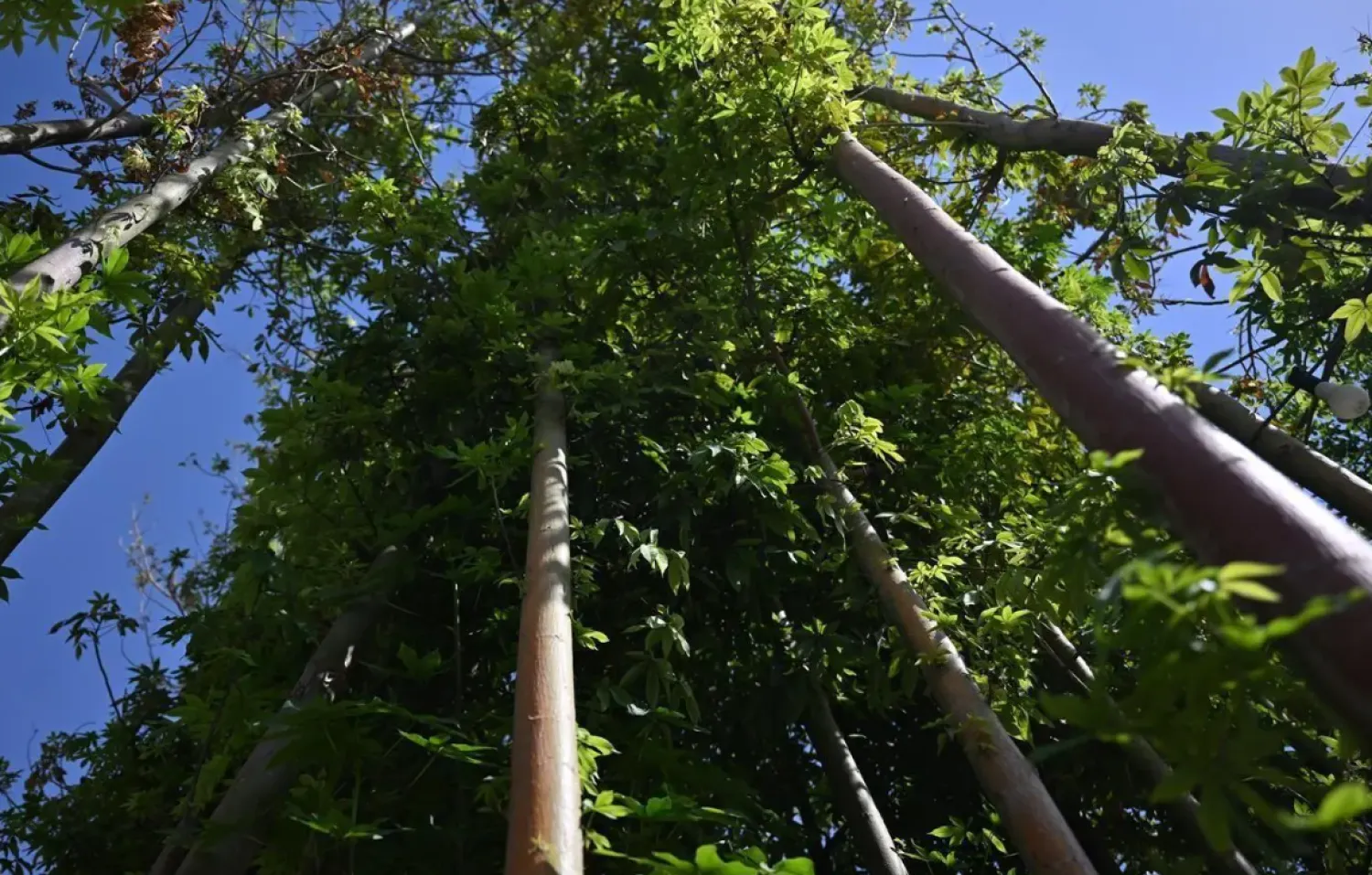 The initiative is part of the broader Saudi Green Initiative to enhance vegetation cover and promote environmental sustainability - SPA