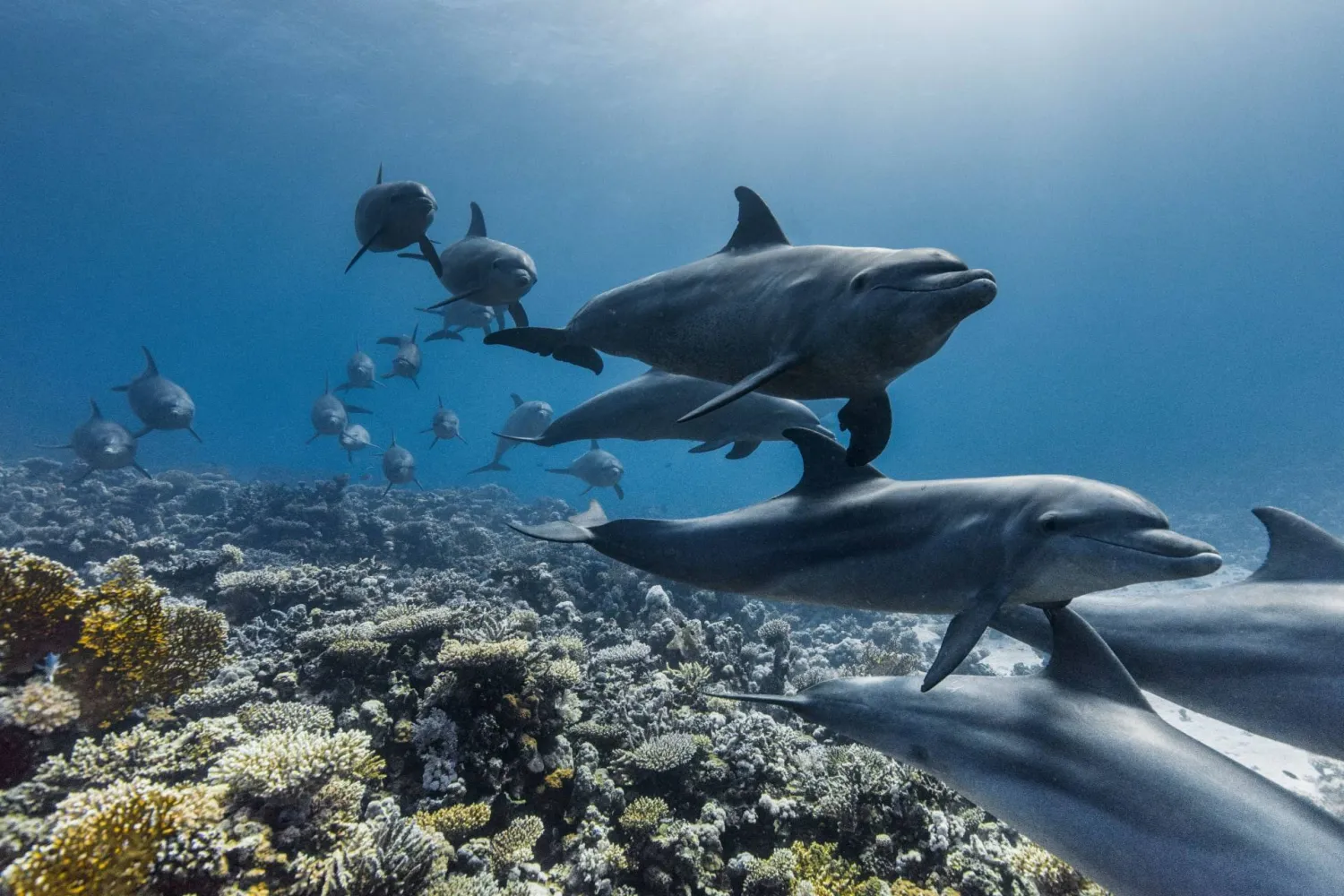 الفيلم وثّق على مدى نحو 3 سنوات الانتهاكات التي تحدث في المحيطات (الشركة المنتجة)