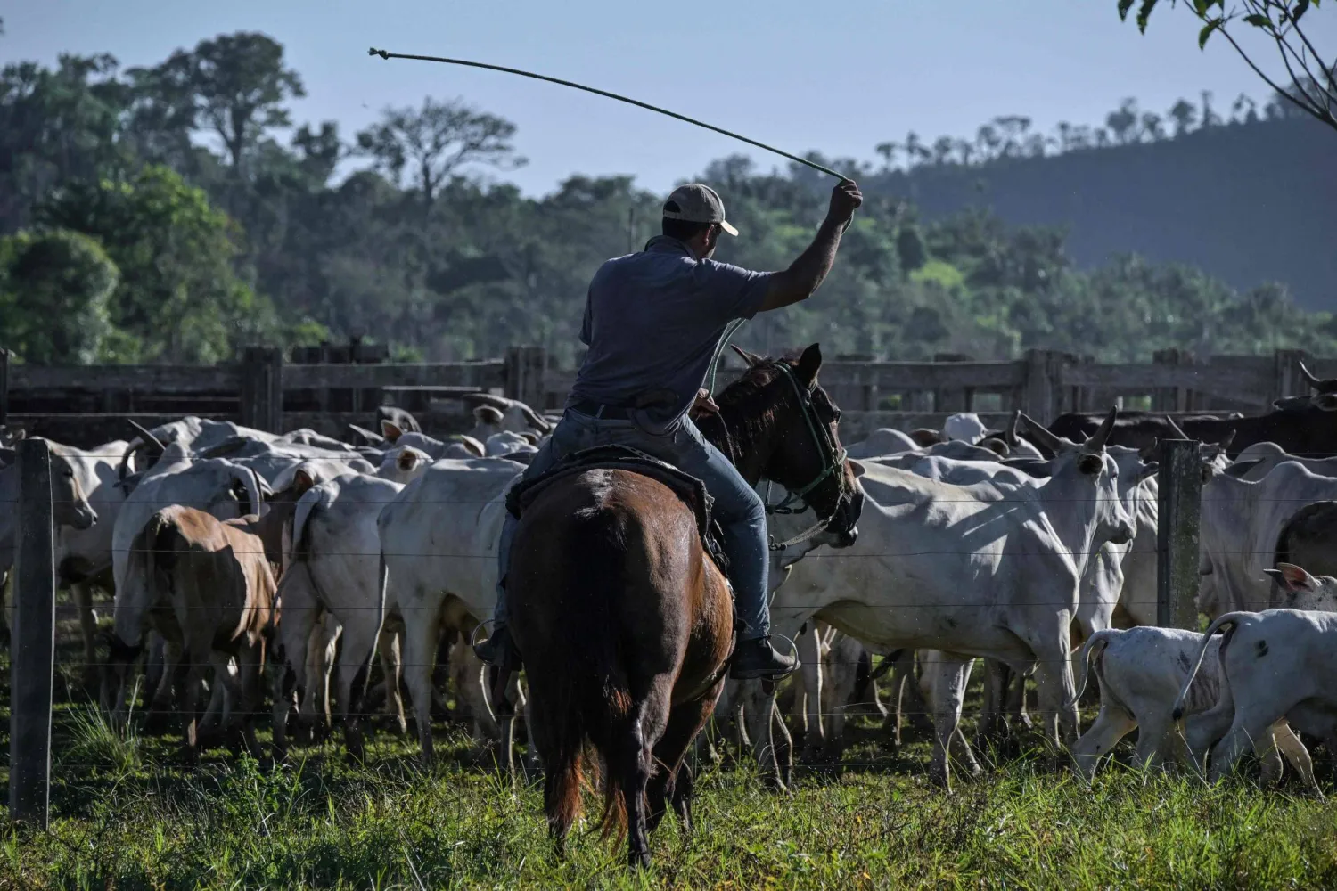 يرى مربو الماشية الأميركيون في الاقتراح تهديدا لمصدر رزقهم ولآليات السوق الحرة (أ.ف.ب)