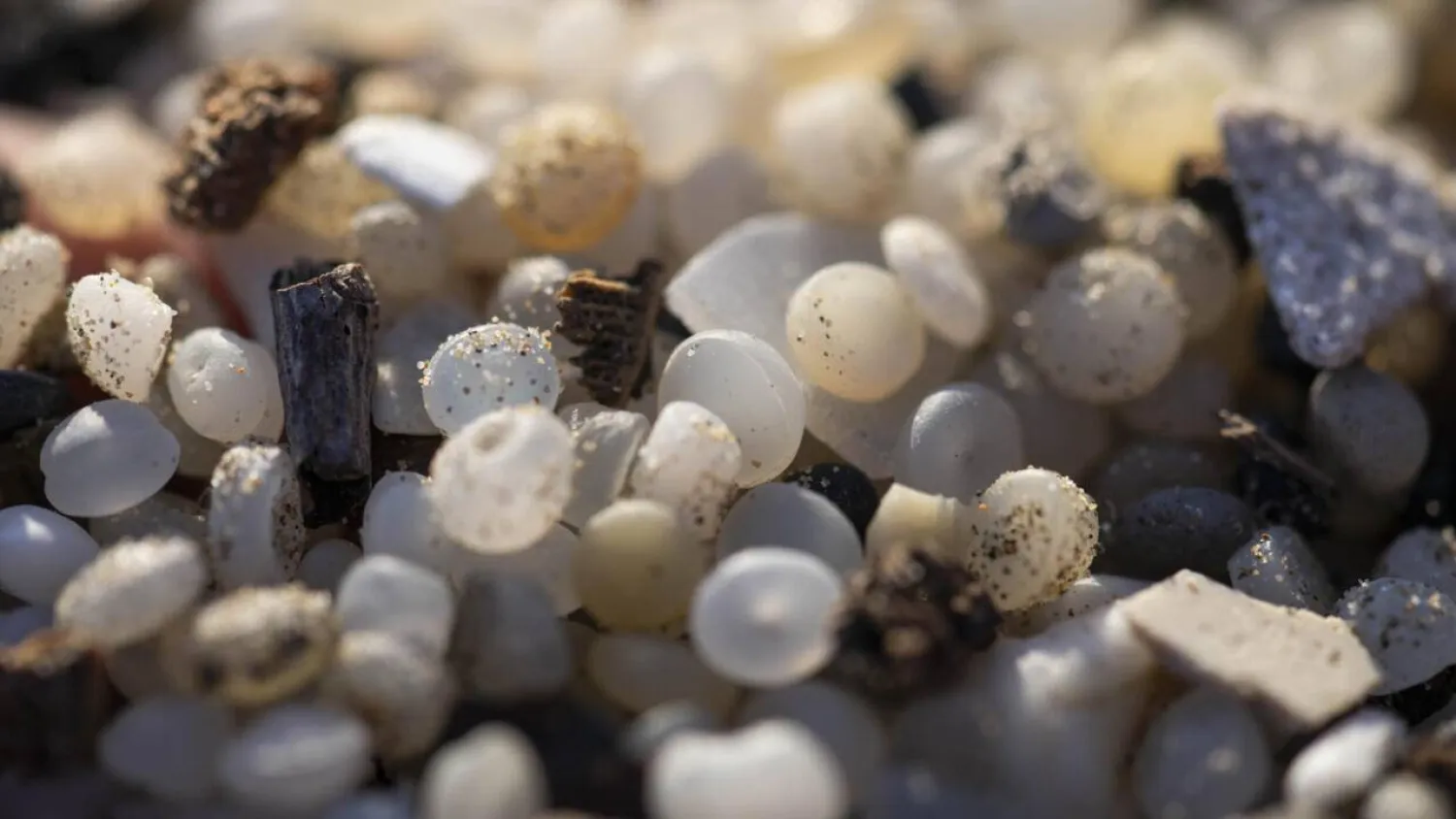Industrial plastic pellets washed up on a Catalonian beach in 2024. Josep LAGO / AFP
