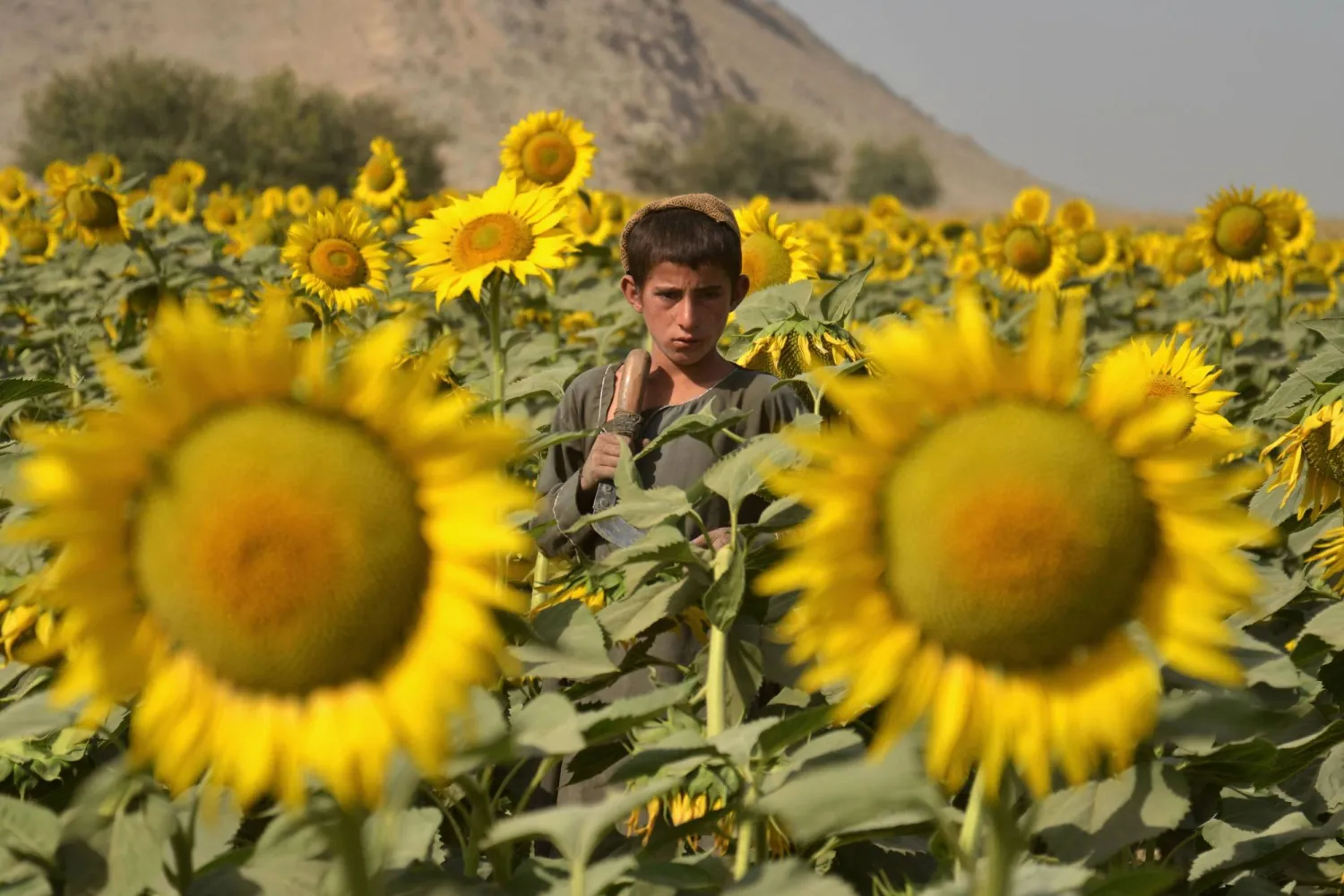 طفل أفغاني يقف في حقل دوار الشمس بولاية قندهار (أ.ف.ب)