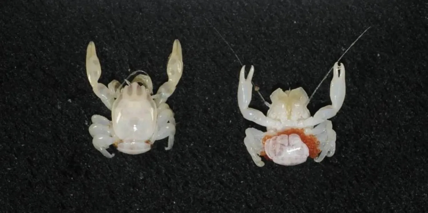 The new species of porcelain crab was found more than 100m below the ocean's surface. (CSIRO/Cindy Bessey) 