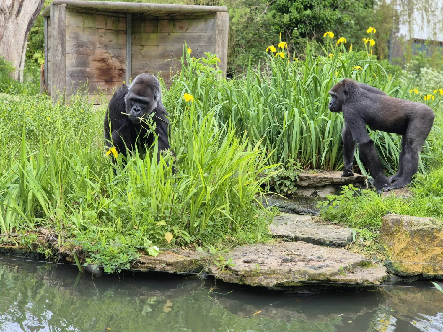 الهدوء ليس حزناً... إنه طمأنينة (جمعية بريستول لعلم الحيوان)