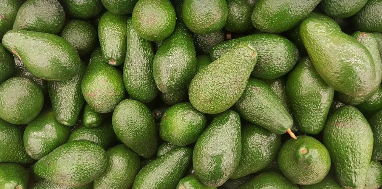 كمية من الأفوكادو (بيكسباي)