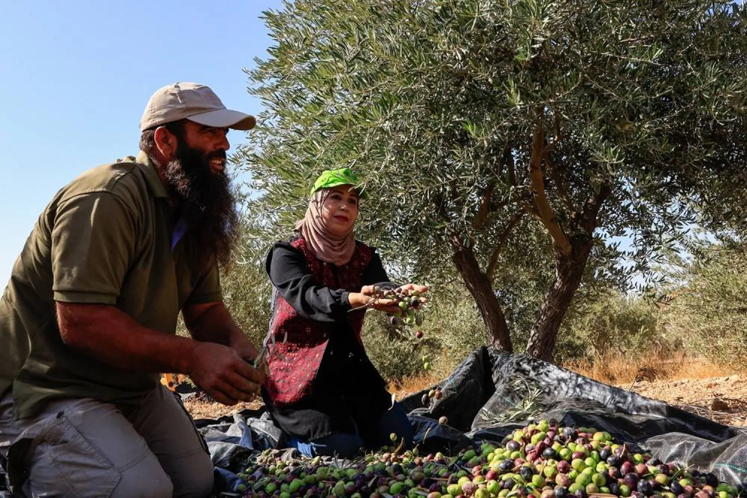  Palestinians hold olives during harvest season, in the village of Maniya, near Bethlehem, in the Israeli-occupied West Bank, October 22, 2025. (Reuters)