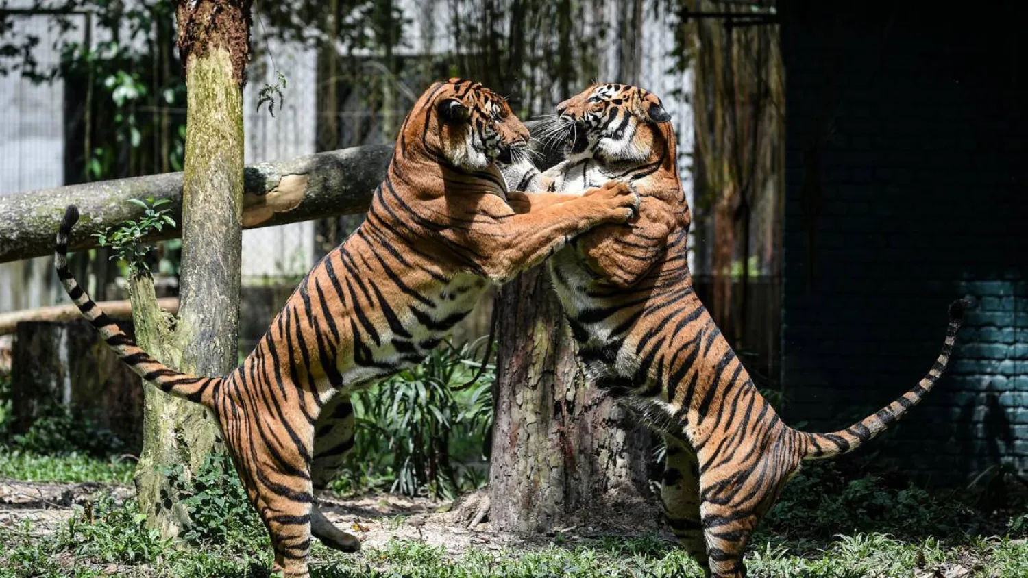 Malaysian experts and officials admit that resources fall far short of what is needed to protect the country's famed big cat, listed as critically endangered. MOHD RASFAN / AFP/File
