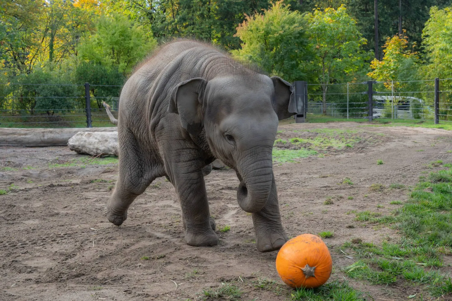 This photo provided by the Oregon Zoo shows Asian elephant calf Tula-Tu plays with a pumpkin at the Oregon Zoo in Portland, Ore., Thursday, Oct. 16, 2025. (Kathy Street/Oregon Zoo via AP)