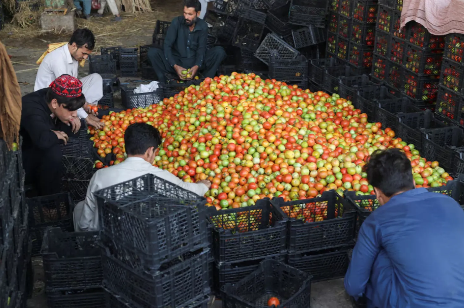 Men sort tomatoes at a wholesale vegetable market, as prices of various vegetables and fruits rose after Pakistan closed border crossings with Afghanistan following exchanges of fire, and a ceasefire deal was later agreed upon by the two nations, in Peshawar, Pakistan, October 23, 2025. REUTERS/Fayaz Aziz 