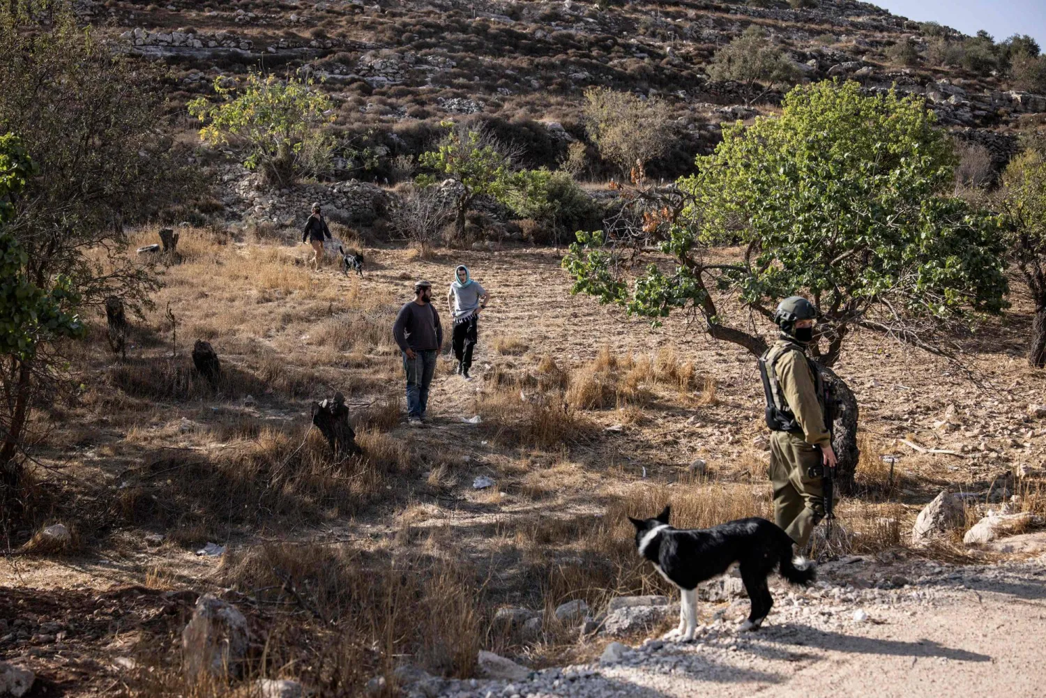 مستوطنون وجنود إسرائيليون يقفون في حقل بينما يُمنع المزارعون الفلسطينيون من قطف الزيتون في قرية سعير قرب مدينة الخليل في الضفة الغربية أمس (أ.ف.ب)
