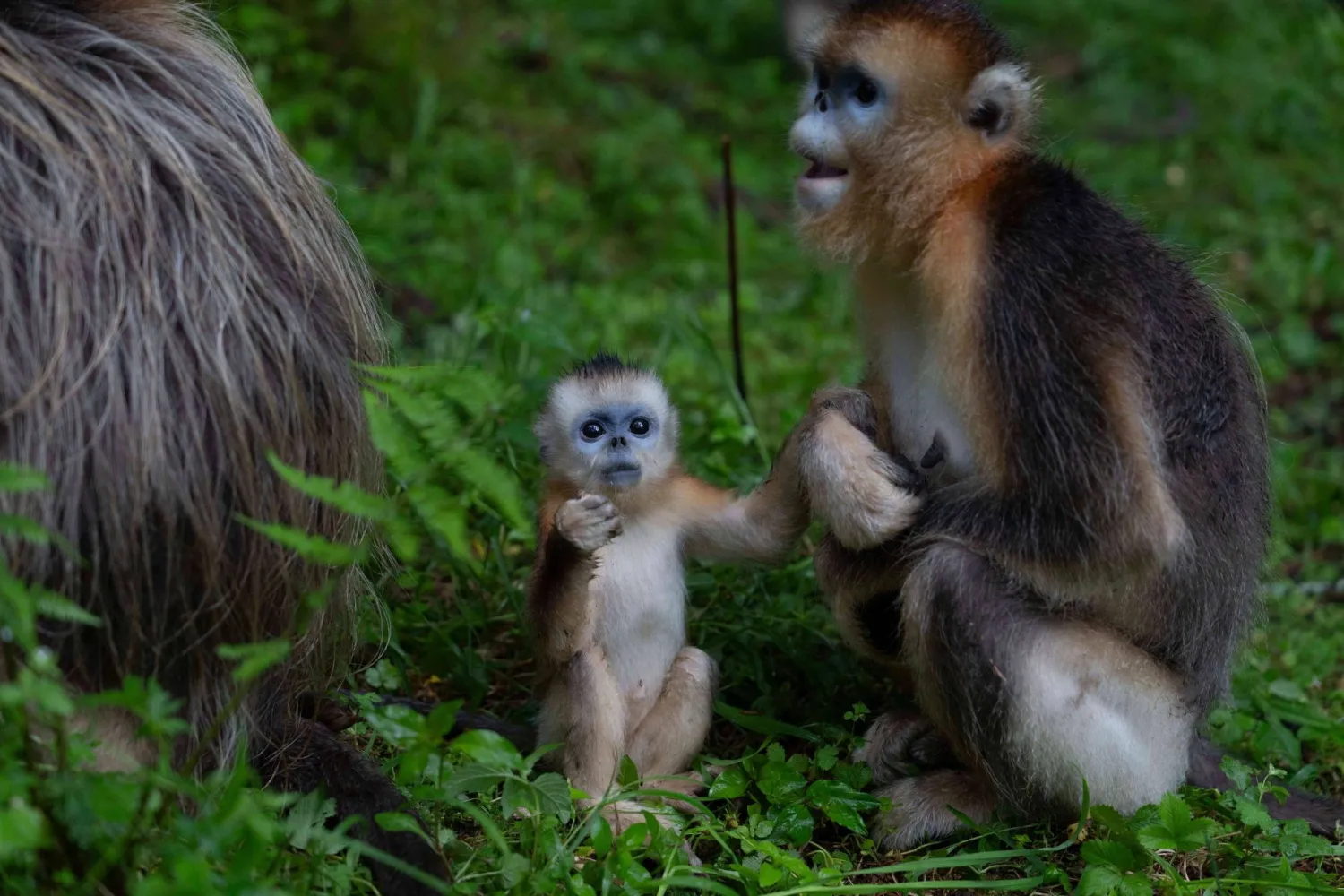 Golden snub-nosed monkeys sit together in the Shennongjia National Park in Shennongjia in central China's Hubei province on Wednesday, June 18, 2025. (AP Photo/Ng Han Guan)