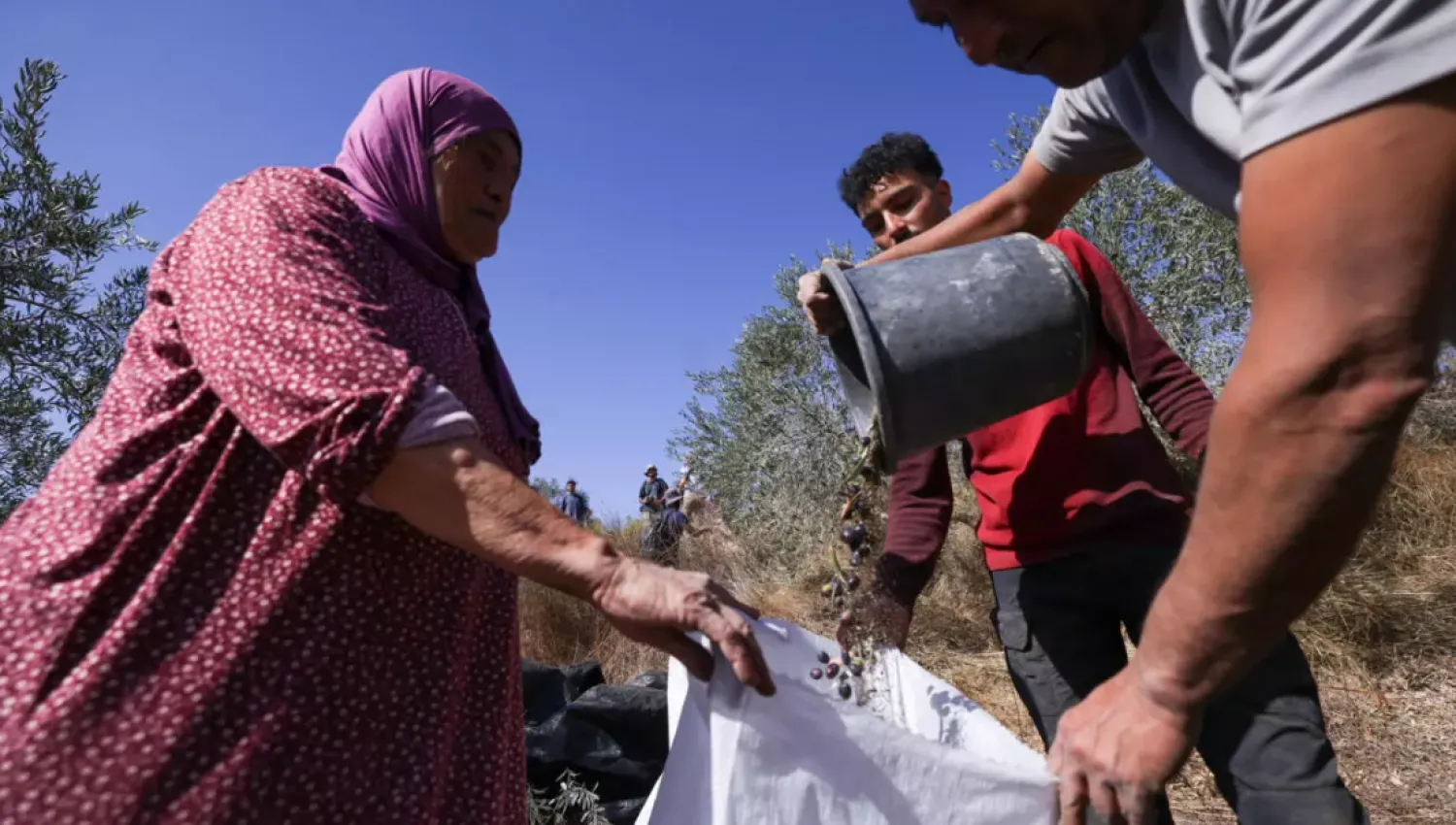 Palestinians harvest olives in the occupied West Bank village of Turmus Ayya © Hazem BADER / AFP
