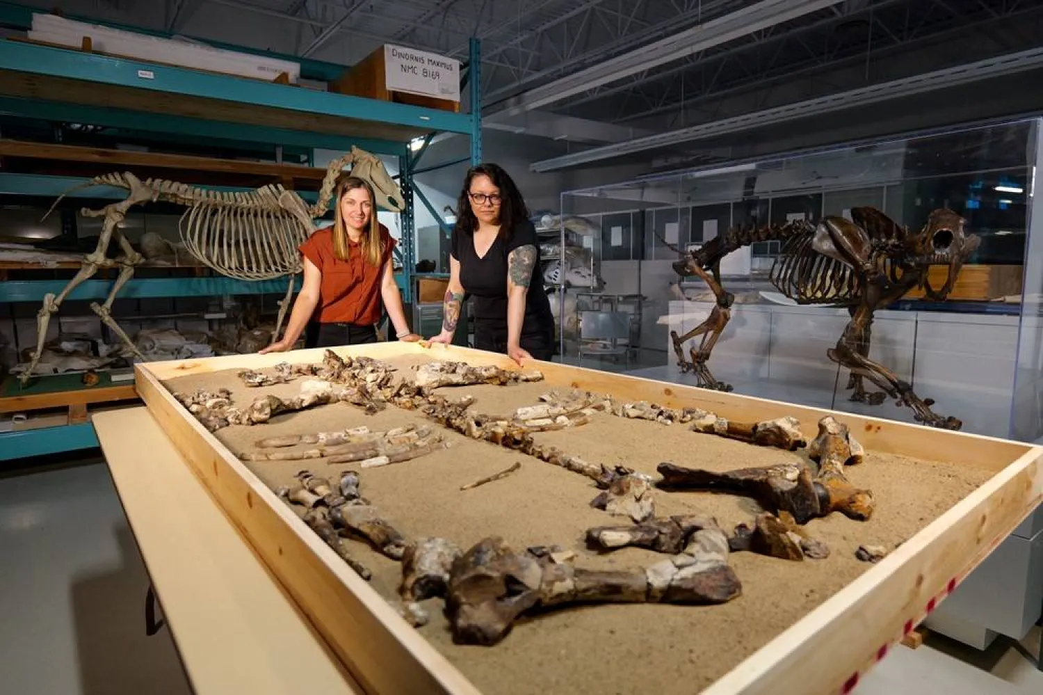 Scientists Marisa Gilbert and Danielle Fraser pose with the fossil of the ancient hornless rhino Epiaceratherium itjilik, which lived 23 million years ago in the Canadian High Arctic, laid out in the collections of the Canadian Museum of Nature in Ottawa, Ontario, Canada, in this photograph released on October 27, 2025. (Pierre Poirier/Canadian Museum of Nature/Handout via Reuters) 