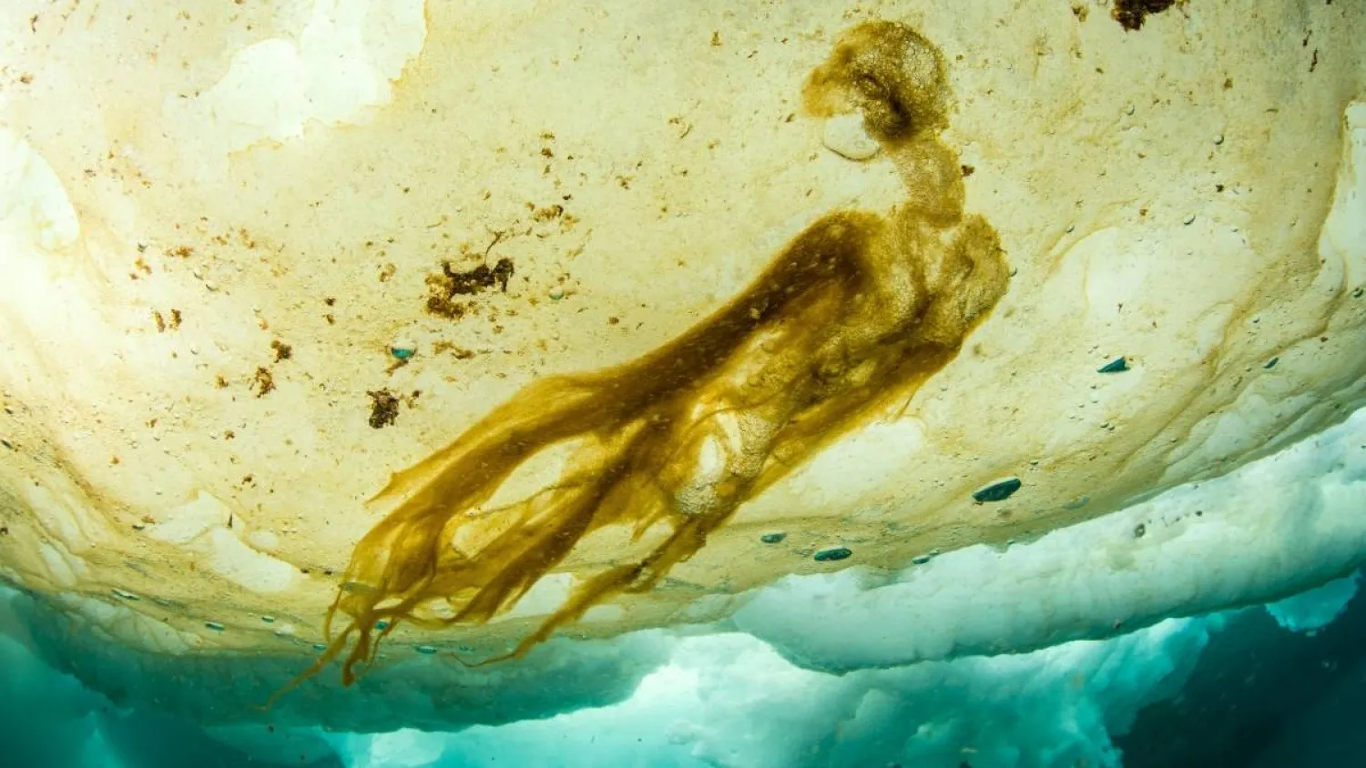 علماء في حيرة بعد اكتشاف حياة «مستحيلة» تحت القطب الشمالي (غيتي)