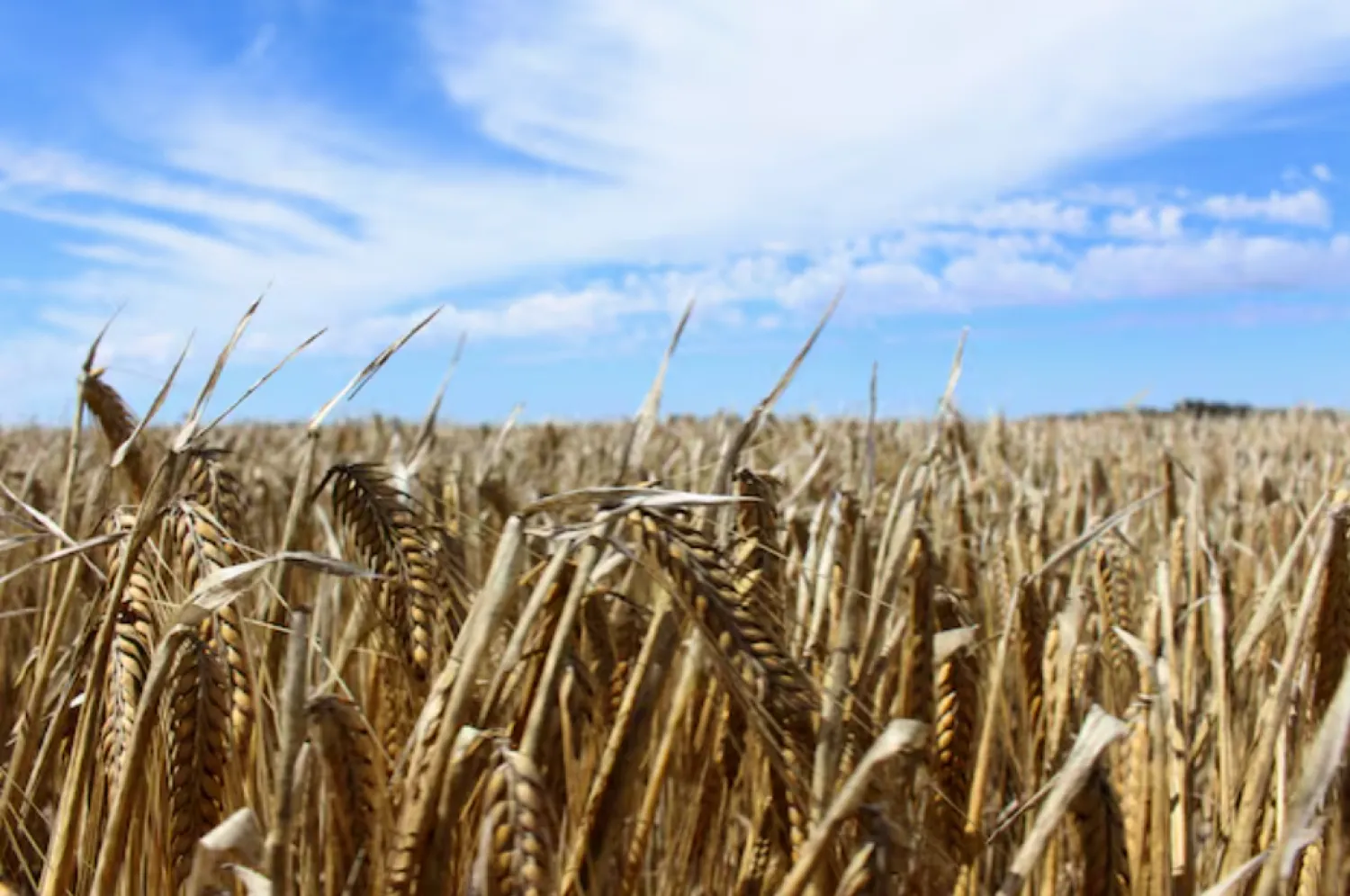 The crop is seen in a barley field at a farm near Moree, an inland town in New South Wales, Australia October 27, 2020. Picture taken October 27, 2020. REUTERS/Jonathan Barrett/File 