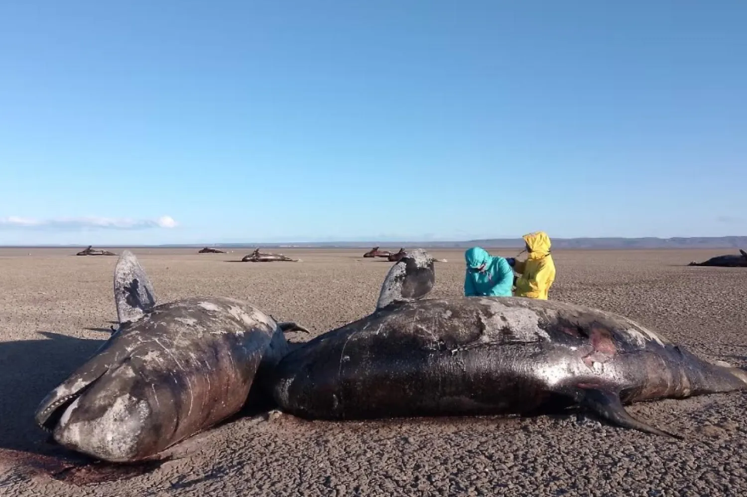 Uzmanlar Arjantin'in Tierra del Fuego eyaletindeki San Sebastián Körfezi'nde karaya vurmuş halde bulunan orkaları inceliyor (IMMA Project)