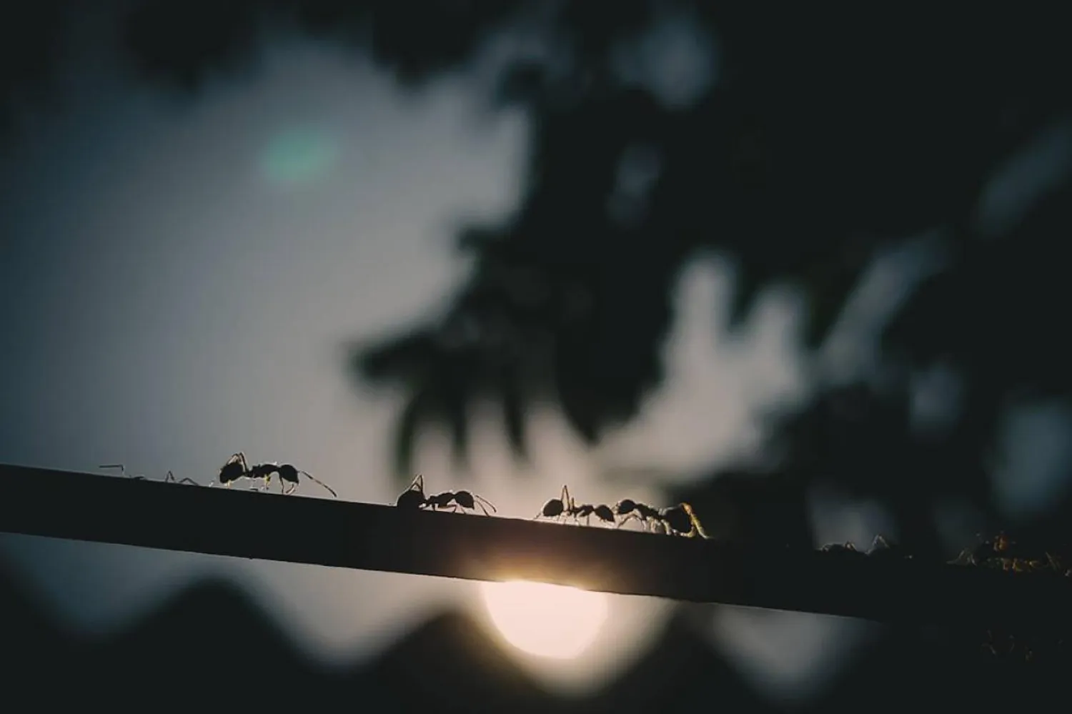 Karıncaların hastalıklar karşısında toplumsal önlemler aldığı bulundu (Unsplash)