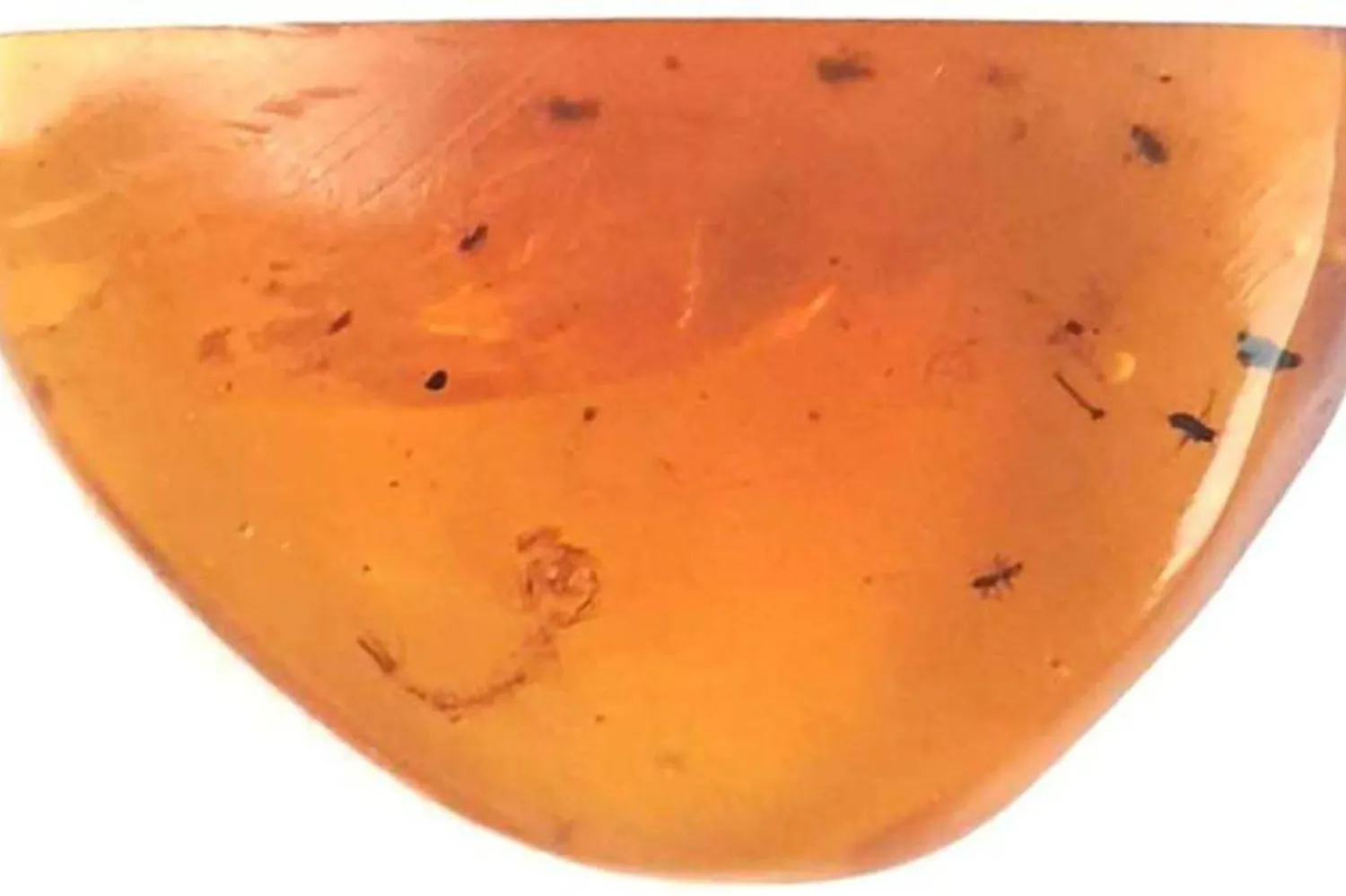 Bilinen en eski sivrisinek larvası kehribarda hapsolmuş (André Amaral, AG Haug)