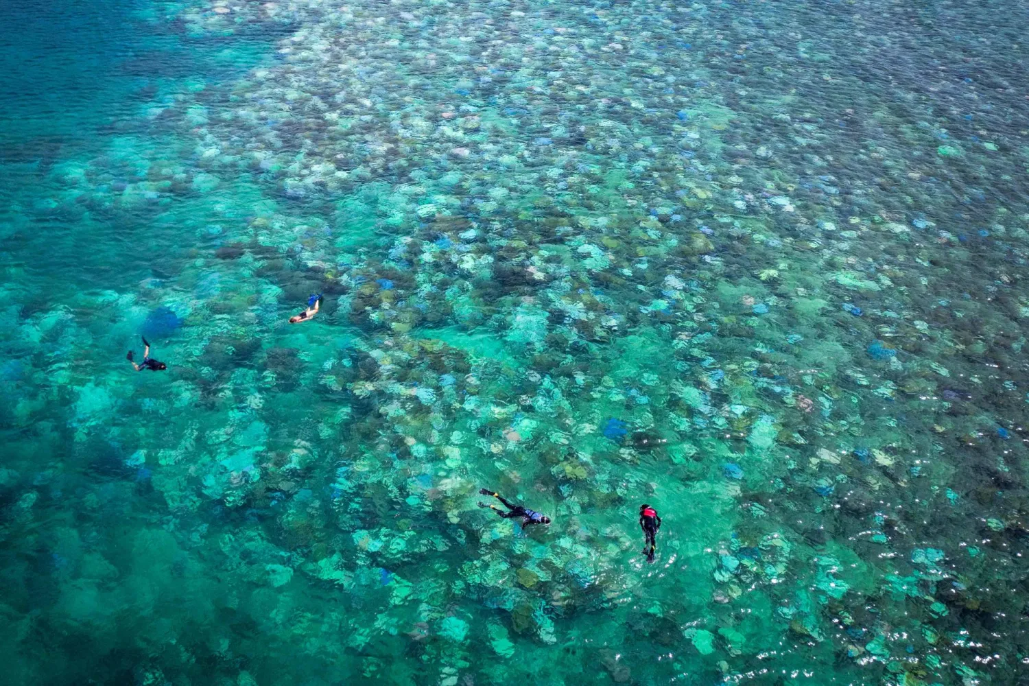 (FILES) This photo taken on April 5, 2024, shows tourists snorkelling above bleached and dead coral around Lizard Island on the Great Barrier Reef. (Photo by DAVID GRAY / AFP)
