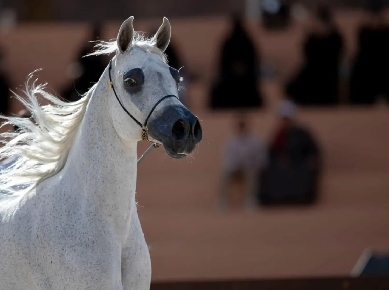 The competition will begin with qualifying rounds on the first two days to determine the top three finishers in each category - SPA