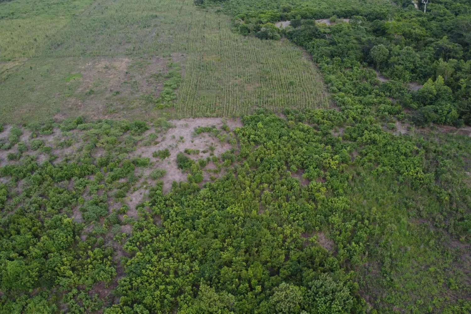 إزالة الغابات عالمياً زادت بنسبة 4 في المائة العام الماضي (أ.ف.ب)