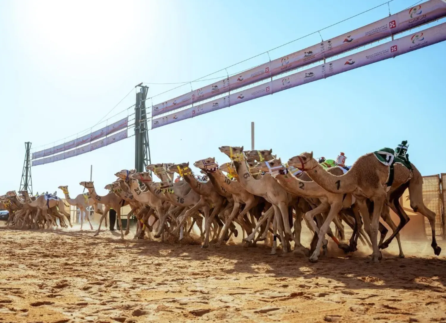 The Saudi Camel Sports has allocated more than SAR10 million in prizes for the owners of winning camels across various races - SPA