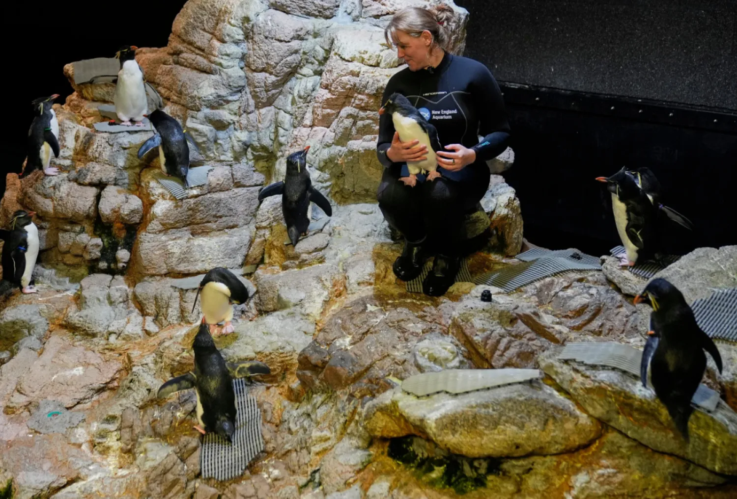Senior penguin trainer Mia Luzietti sits with southern rockhopper penguins at the New England Aquarium in Boston, on Wednesday, Oct. 29, 2025. (AP Photo/Robert F. Bukaty)
