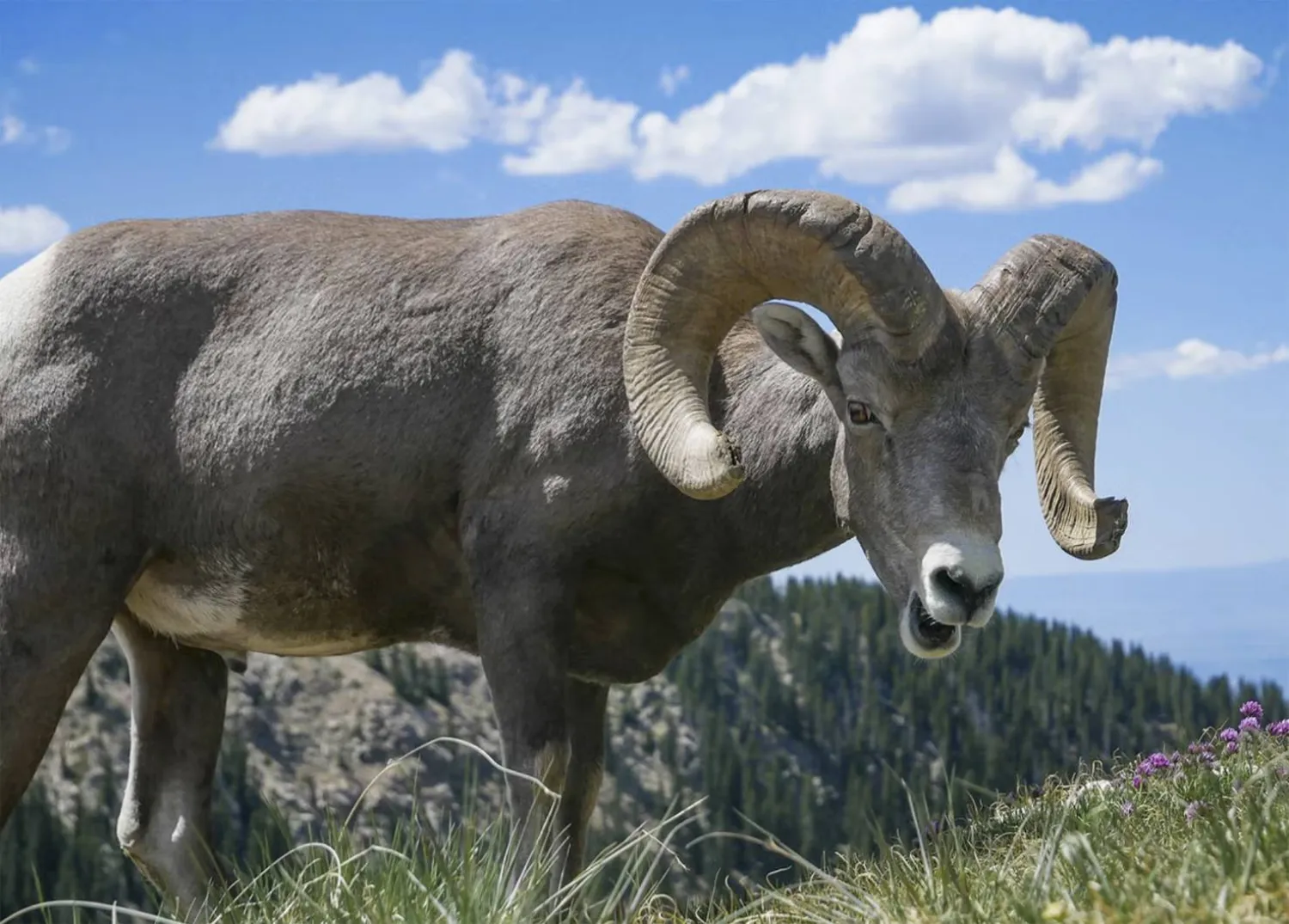 القرون مألوفة على الحيوان وغريبة على البشر (أ.ب)