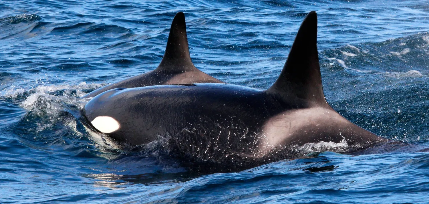 تُعيد كتابة قواعد الصيد تحت السطح (شاترستوك)