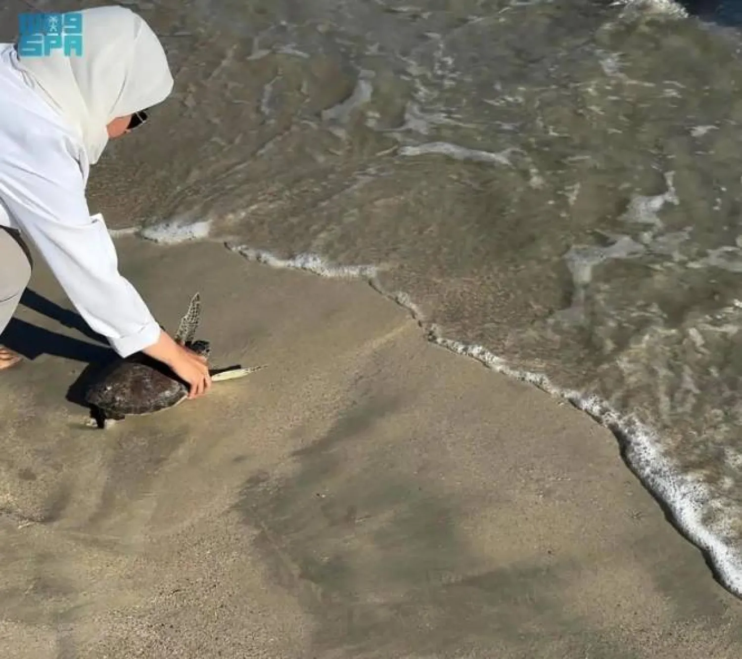Saudi National Wildlife Center Releases Rehabilitated Loggerhead, Green Turtles at Abu Ali Island