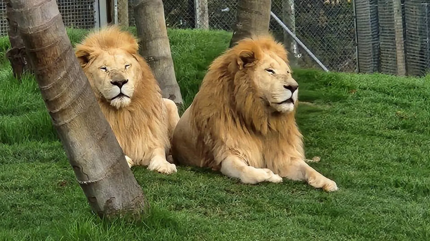 صورة لبعض الأسود في محمية كامو للحياة البرية (حسابها الرسمي - «فيسبوك»)