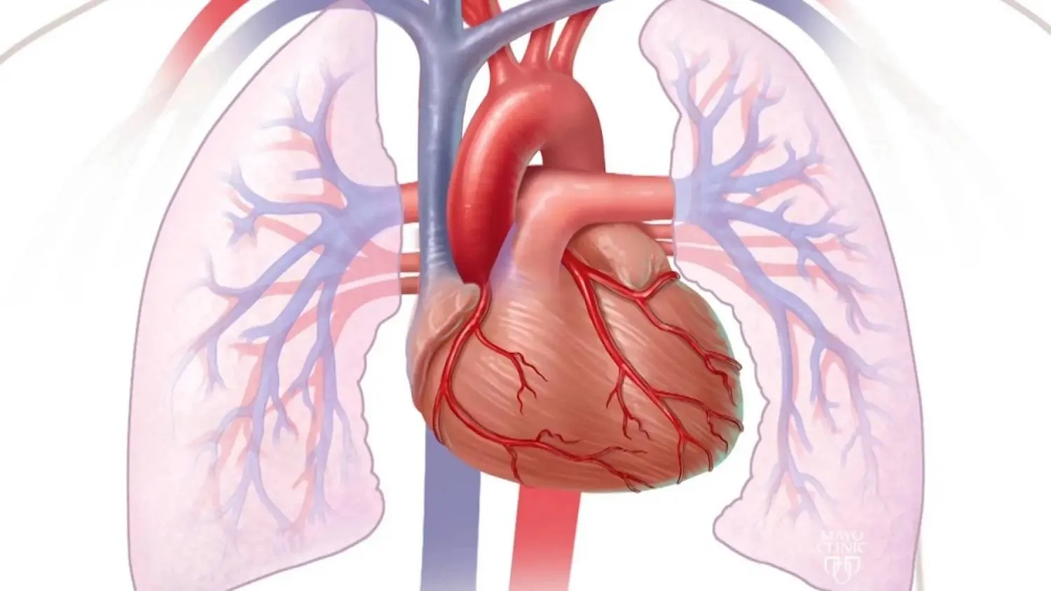 الأزمات القلبية تُعد أحد أبرز أسباب فشل القلب المزمن (مايو كلينك)