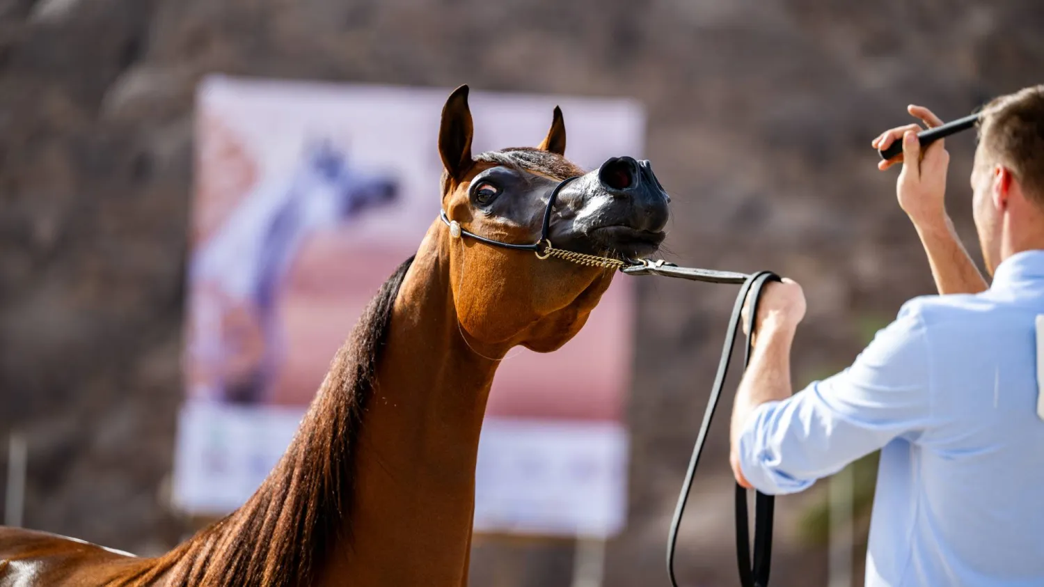 تقام البطولة بنسختها الرابعة في مدينة حائل (الشرق الأوسط) 