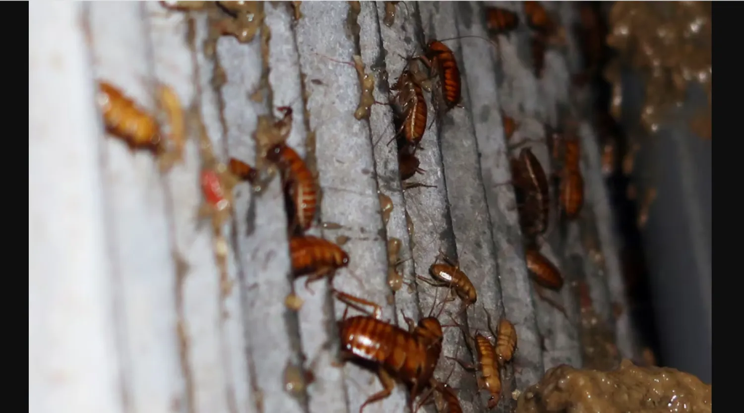 الصراصير لا تعض البشر عادةً حيث انها لا تتغذى على دم الإنسان (رويترز)