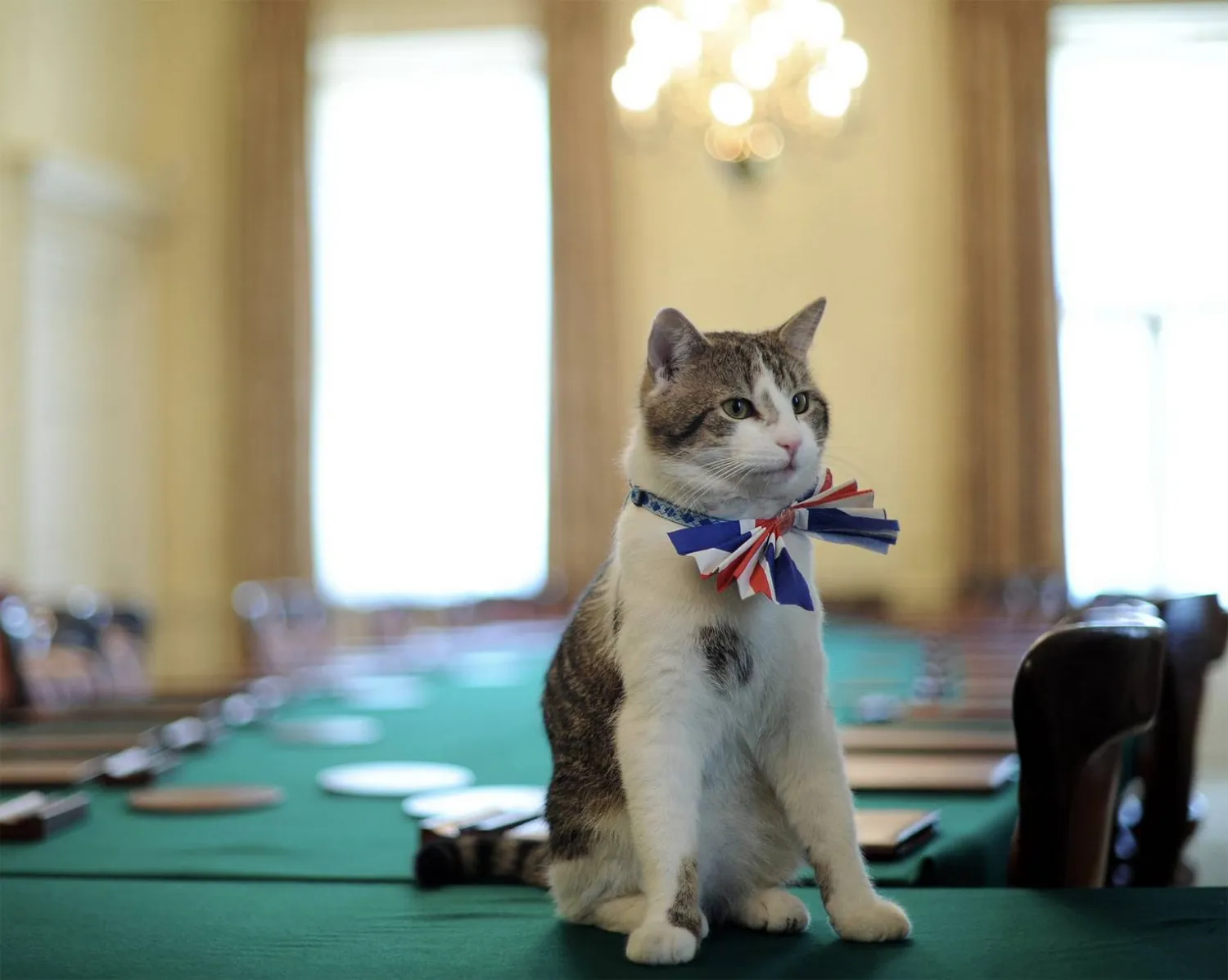 نظرة ثابتة اعتادتها عدسات الكاميرات (ويكيبيديا)