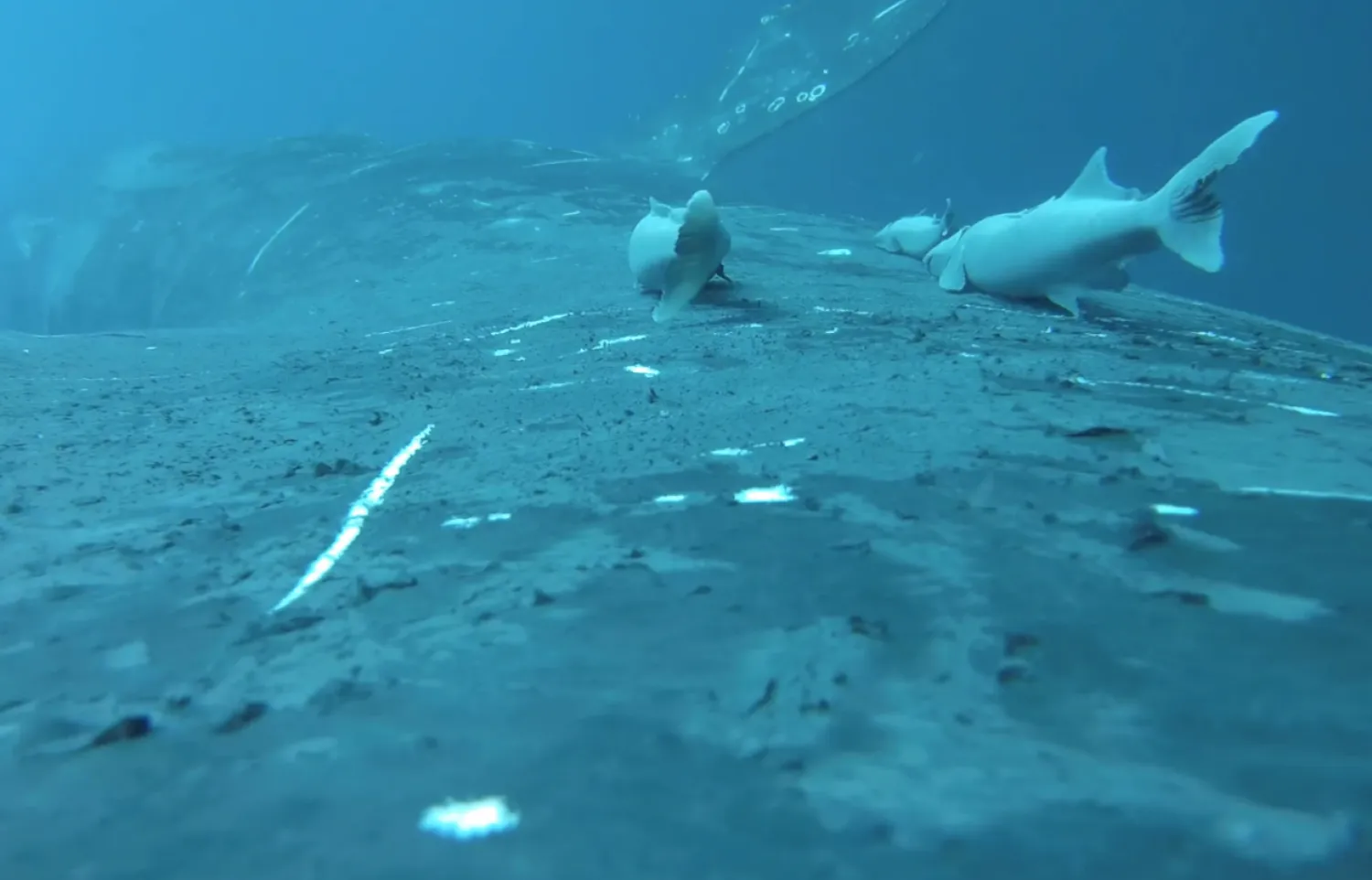 In this image made from video remora fish ride a humpback whale off the coast of south-east Queensland, Australia, on June 15, 2024. (Olaf Meynecke/Whales and Climate Program via AP)