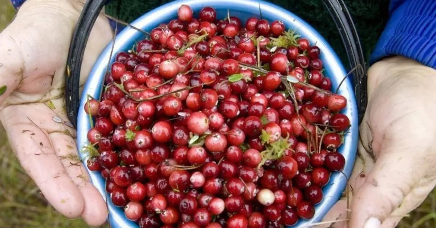 يساعد التوت البري على تخفيف حرقان البول، من خلال منع البكتيريا من الالتصاق ببطانة الجهاز البولي (أرشيفية - رويترز)