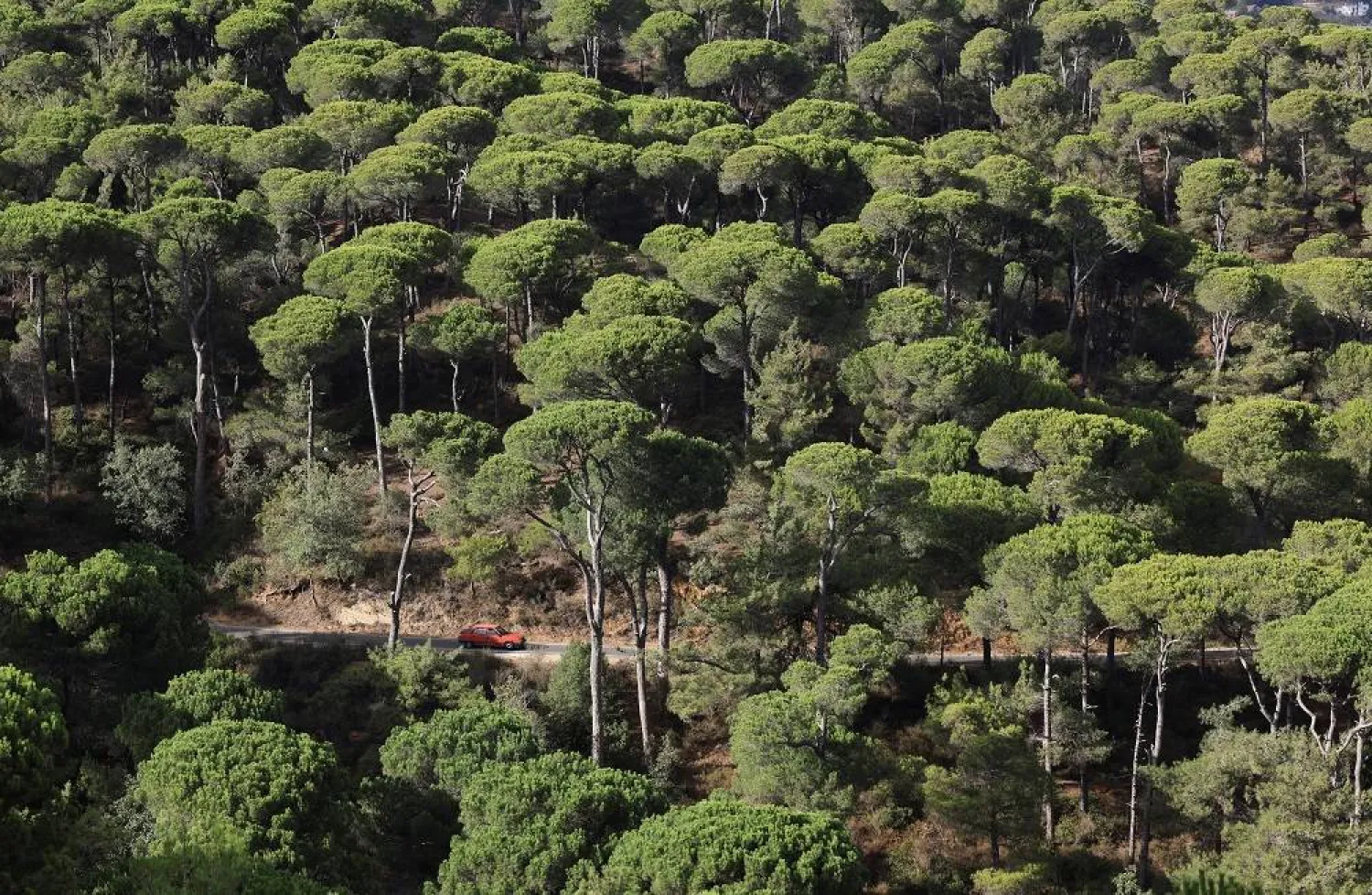 A car passes by a pine tree forest, where a pine crisis is unfolding, caused by an invasive insect that feeds on the cones that produce Lebanon's prized pine nuts, in Bkassine, Lebanon, October 21, 2025. (Reuters)