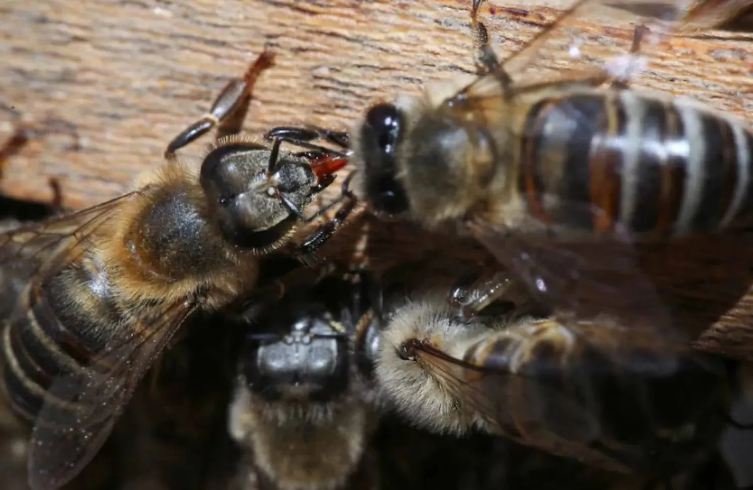 Archive - Bees from the apiary of the Universidad del Rosario raised for the research of the formula to protect the brain of bees and other pollinators affected by exposure to insecticides, which was patented in Britain under the leadership of researchers from the Faculty of Natural Sciences of the Universidad del Rosario, in alliance with the Department of Neuroscience of the University of Arizona - Reuters
