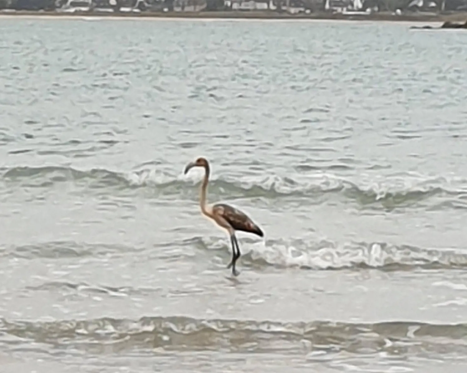 رحلة غامضة لطائر لا تُفترض به الهجرة (باراديس بارك)