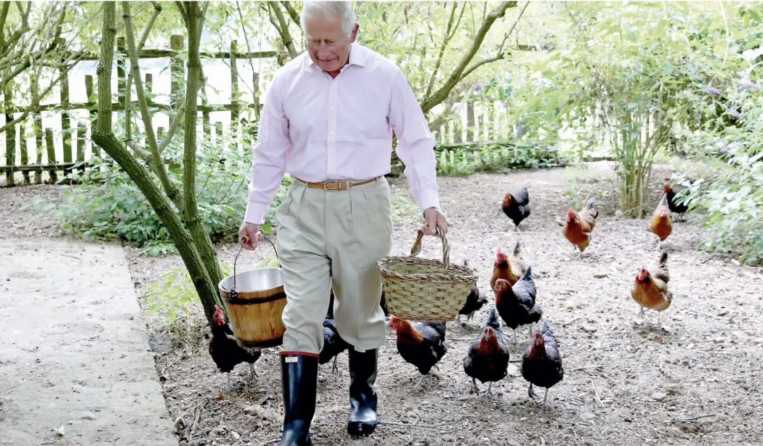 الملك تشارلز يعتني شخصياً بدجاجاته في قصر هايغروف (إكس)