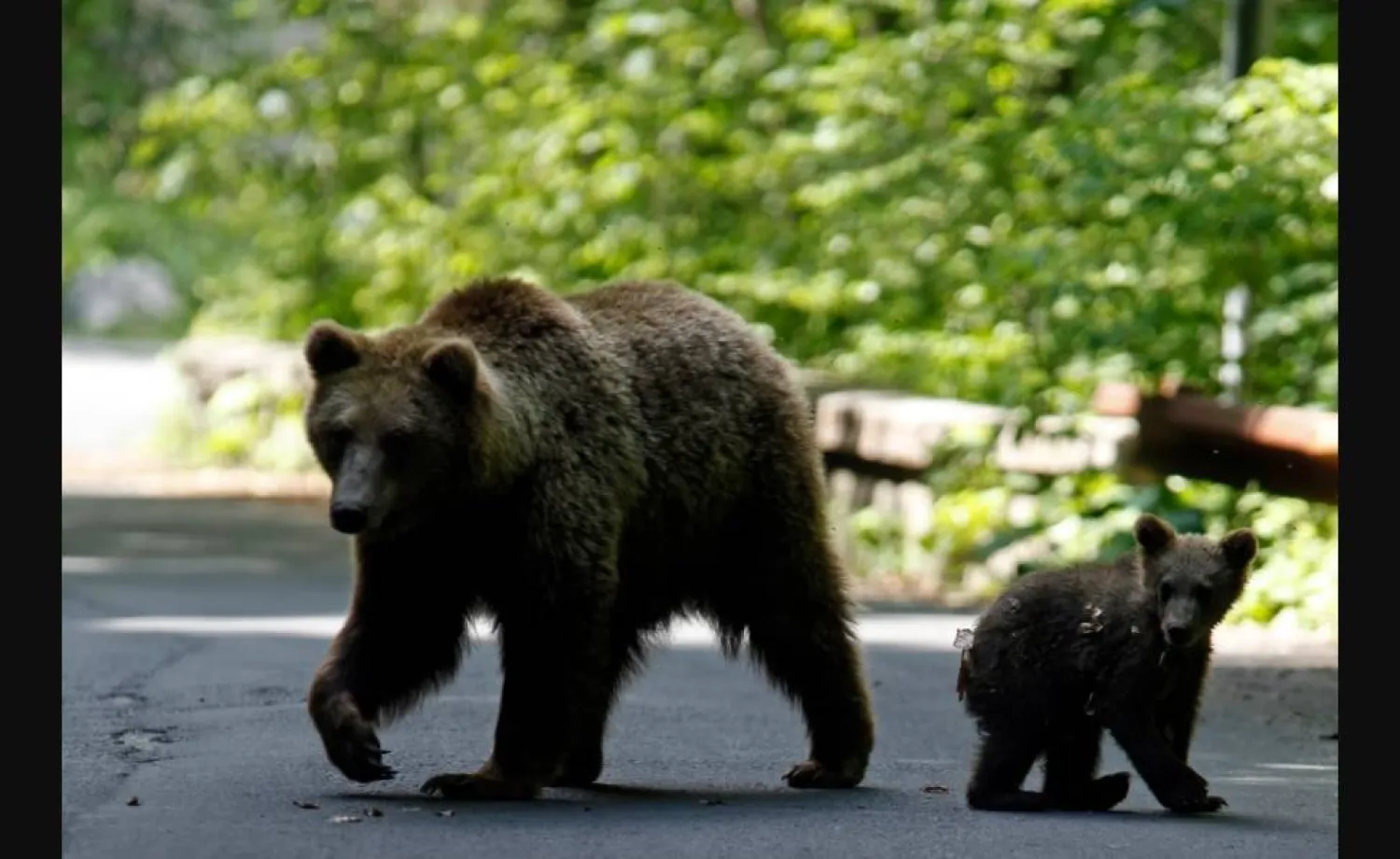  المشكلة الرئيسية في اليابان تتمثل في الزيادة الكبيرة لأعداد الدببة التي تنمو بسرعة بسبب وفرة الغذاء (رويترز)
