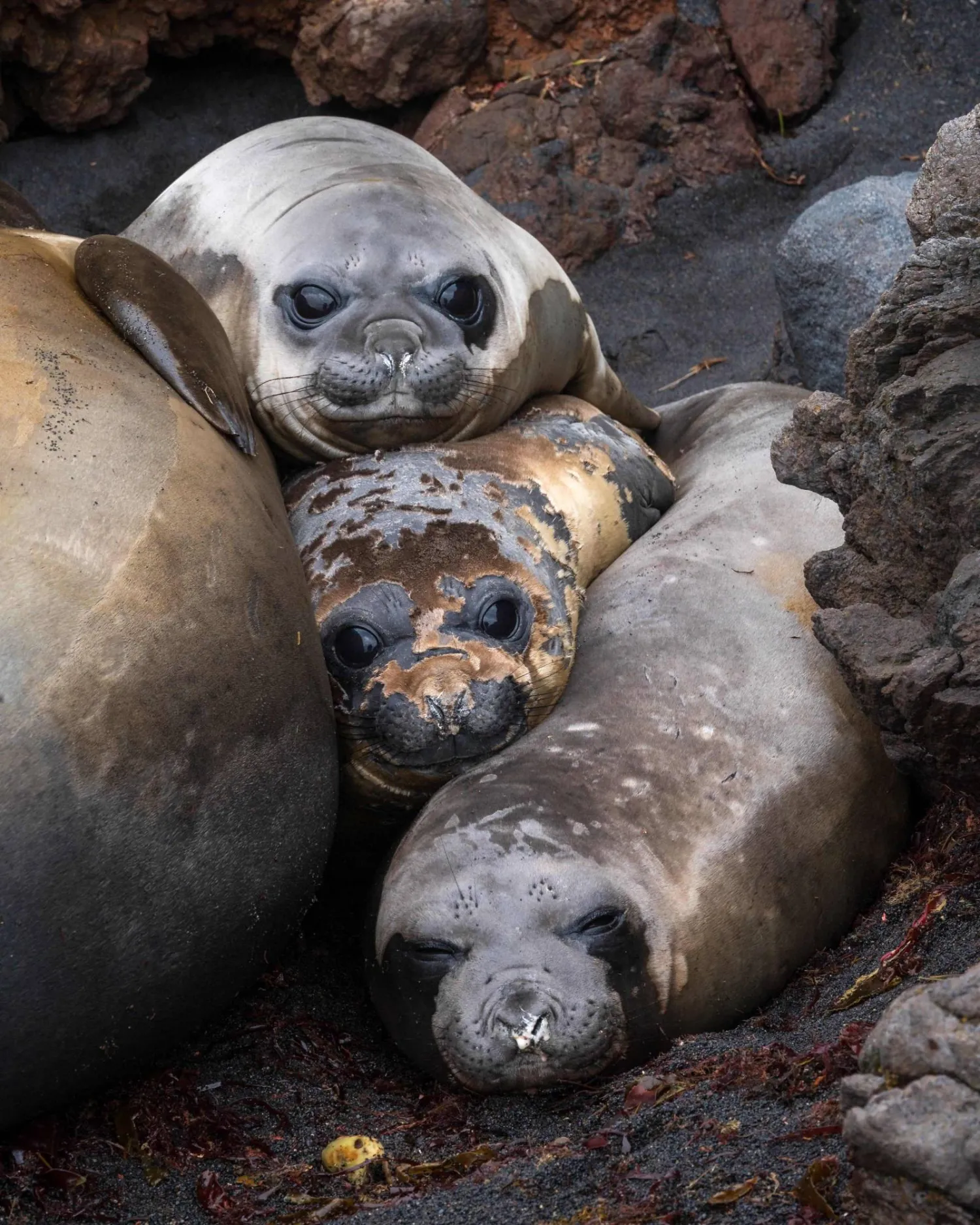 (FILES) This photograph shows elephant seals on the Possession Island, part of the Crozet Islands which are a sub-Antarctic archipelago of small islands in the southern Indian Ocean, on December 21, 2022. (Photo by Patrick HERTZOG / AFP)