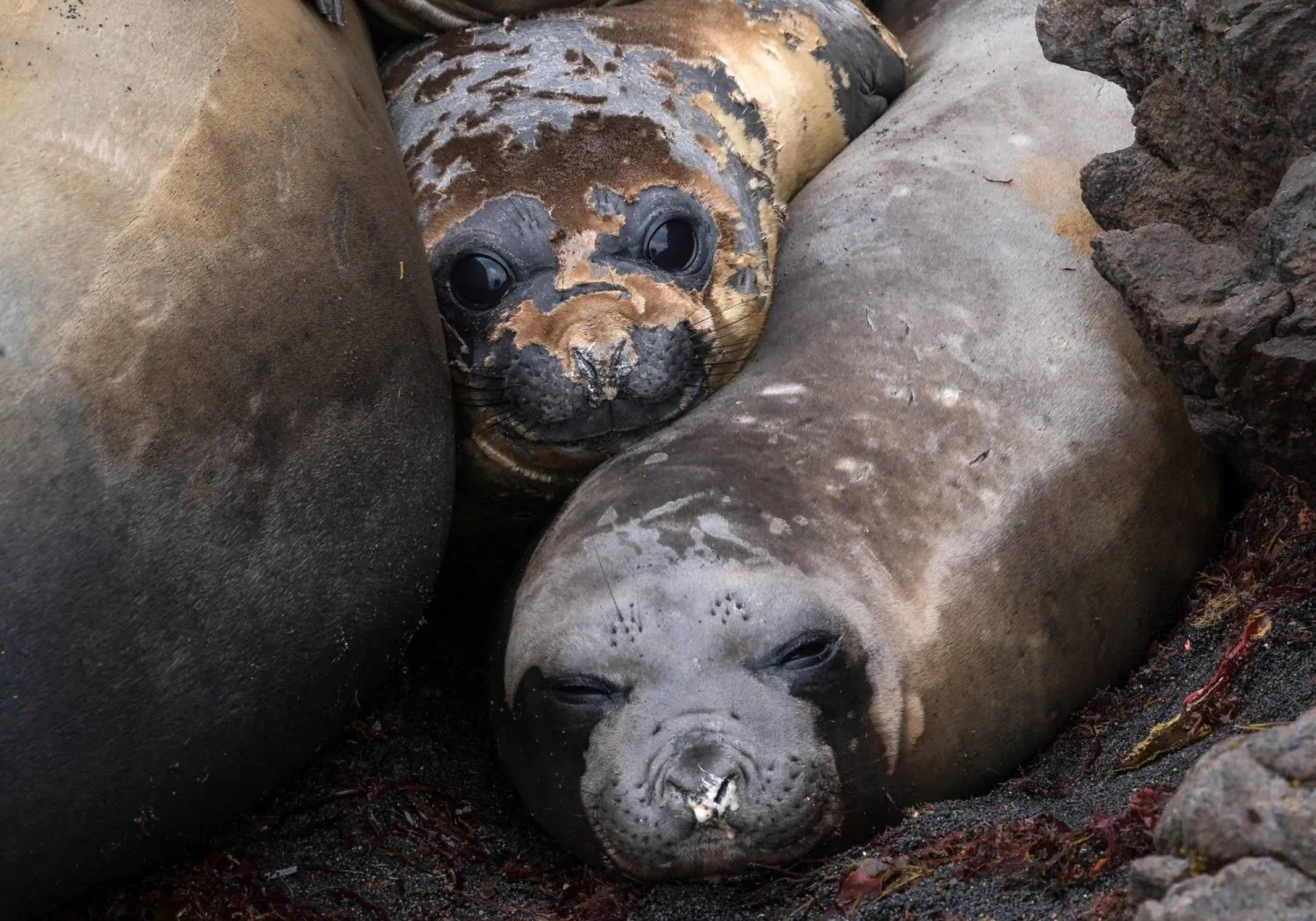 أفيال البحر على جزيرة في جنوب المحيط الهندي (أ.ف.ب)