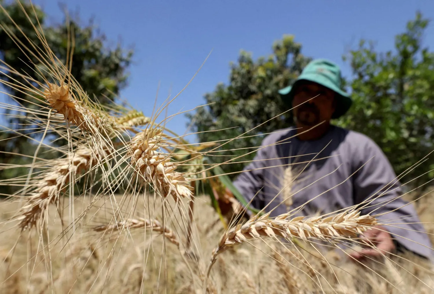 FILE PHOTO: A farmer tends wheat at a field in Giza, Egypt, April 18, 2025. REUTERS/Mohamed Abd El Ghany/File Photo