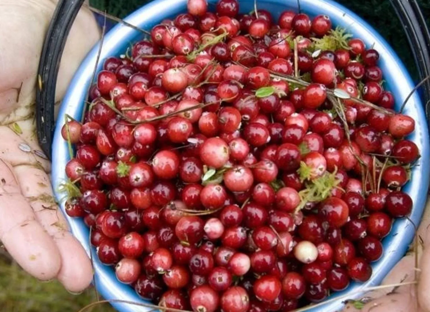 يساعد تناول التوت البري على تخفيف حرقان البول (رويترز)