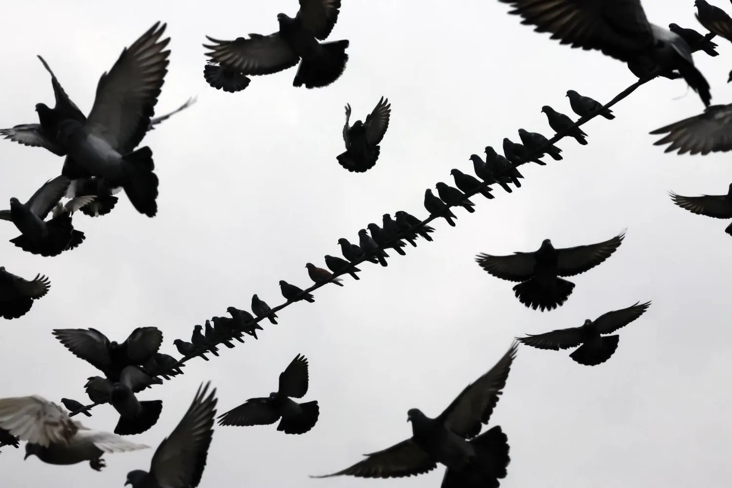  Urban pigeons sit on power lines and fly around in St. Petersburg, Russia, 09 November 2025. (EPA)