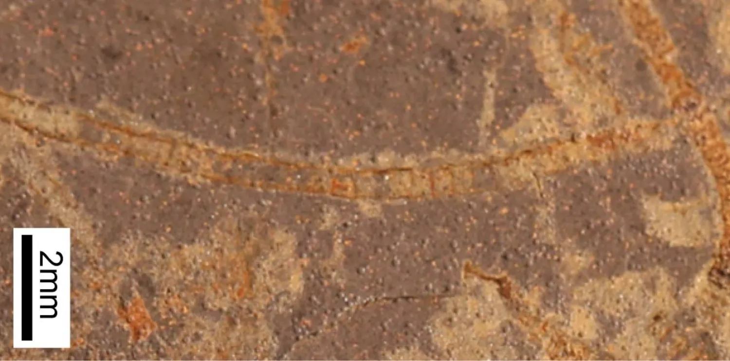  أحافير طحالب بحرية من إقليم يوكون في كندا تعود إلى نحو مليار عام (جامعة ولاية ميشيغان)