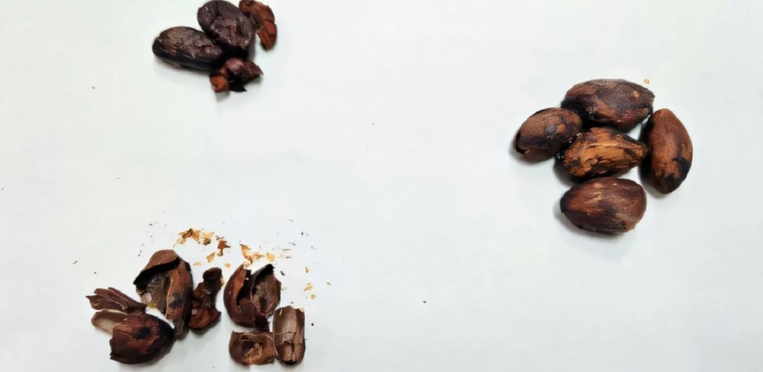 قشور حبوب الكاكاو تحتوي على مركبات حيوية مفيدة للصحة يمكن نقلها لعسل النحل (جامعة كامبيناس الحكومية)