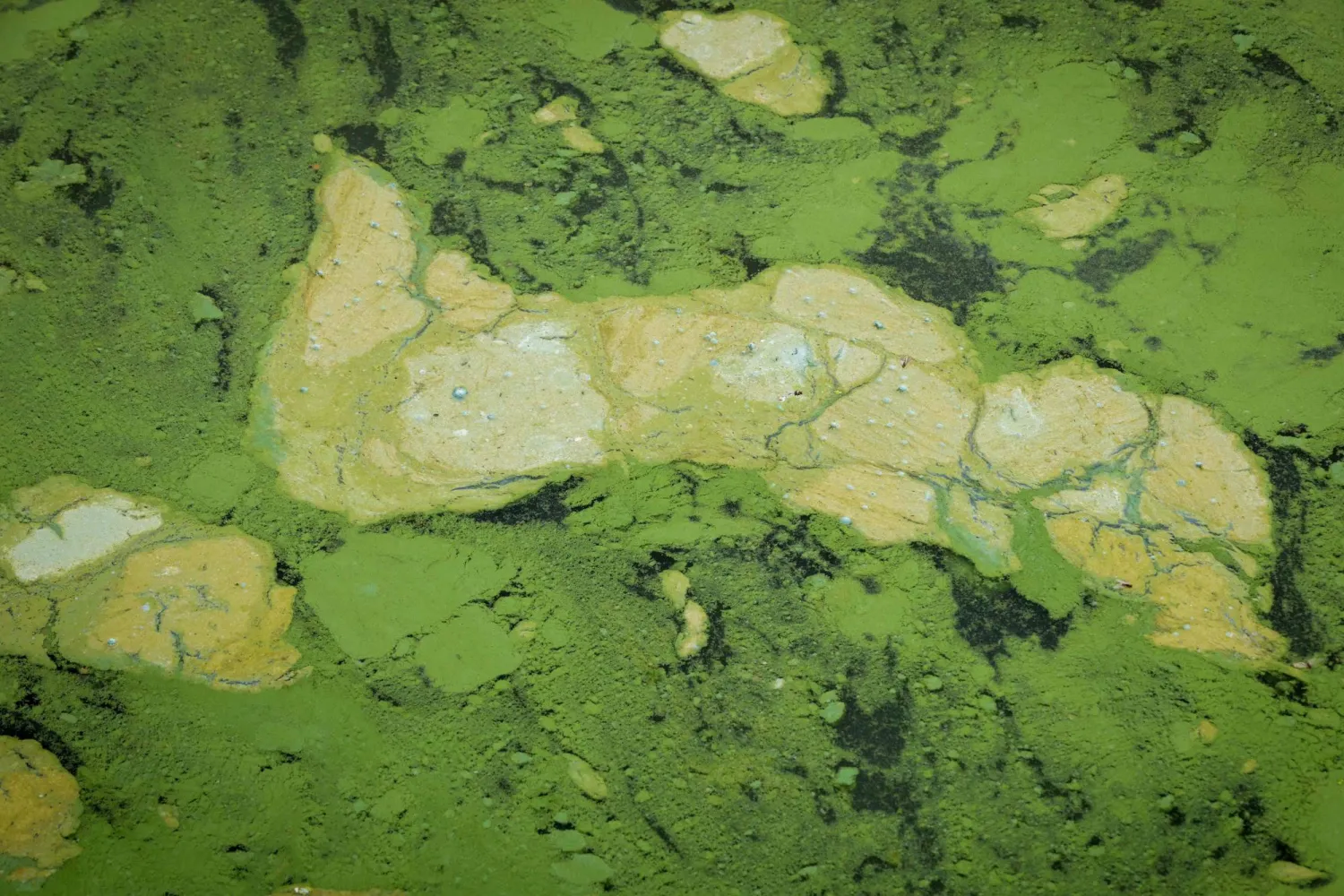 طحالب خضراء (أرشيفية - أ.ف.ب)