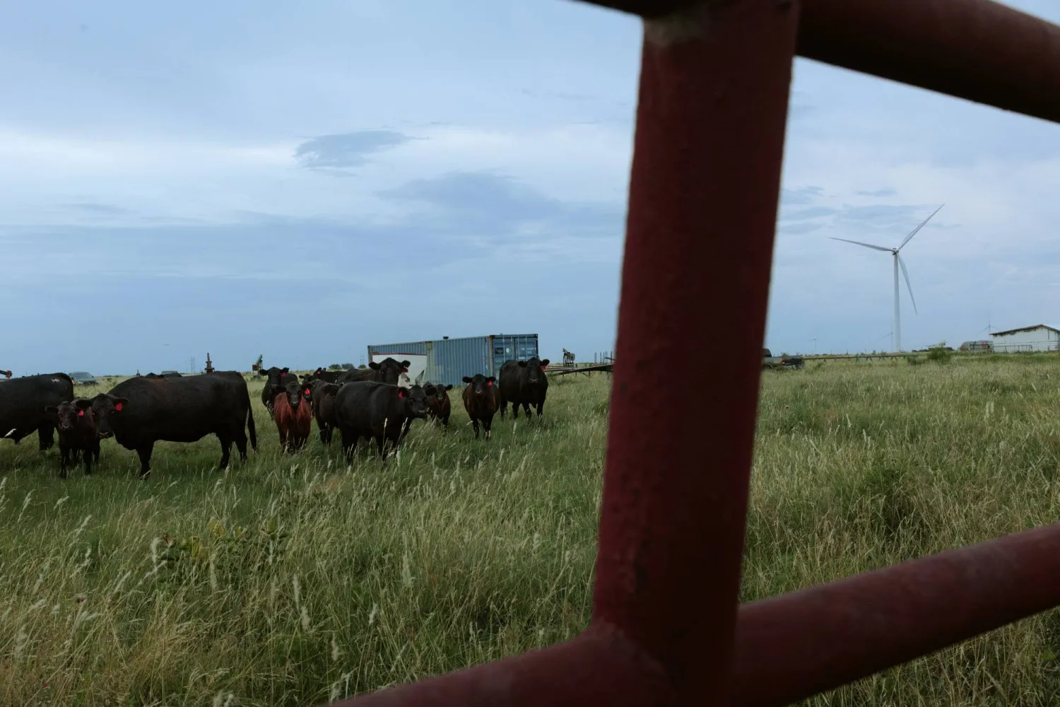 Cows graze near the Trinity Hills wind farm near Olney, Texas on June 26, 2025. (Shelby Tauber/The Texas Tribune via AP)